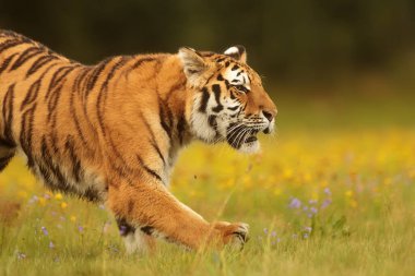 animal,  tiger in wild nature 