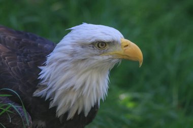 Bald eagle portrait on natural  background 