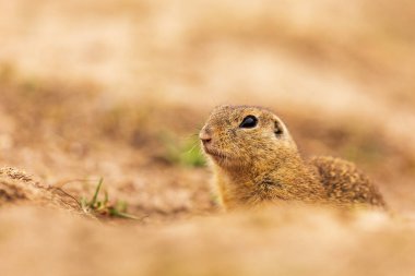 Küçük memeli, Avrupa yer sincabı (Spermophilus citellus) 