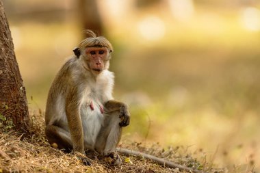 macaque (Macaca) in Sri Lanka