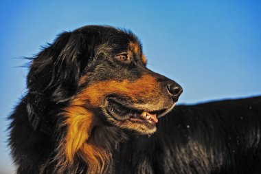 Köpek Hovawart altın ve siyah 