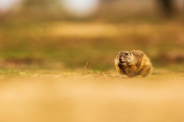 Küçük memeli, Avrupa yer sincabı (Spermophilus citellus) 