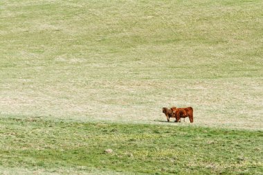 naturales frescos rebanados habas pelan aislado