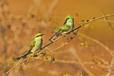 Green bee-eater, Merops orientalis, portrait on blurred background