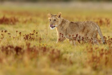 Lioness, Panthera leo, portrait  at daytime 