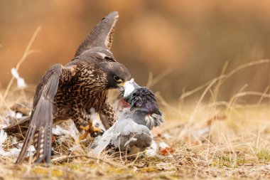 falcon in wild life, animal