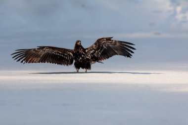falcon in wild life, animal