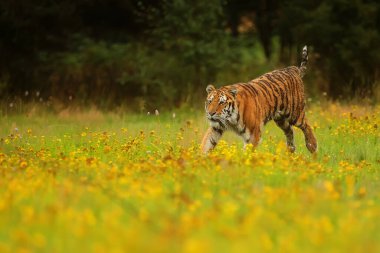 animal,  tiger in wild nature 