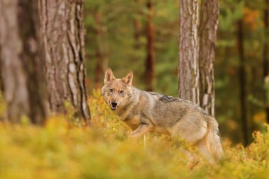 Avrasya kurt (Canis lupus lupus) 