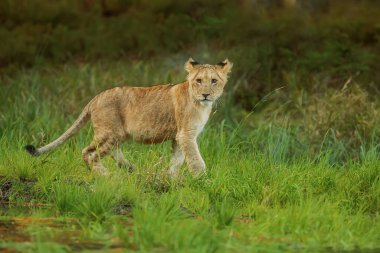 Lioness, Panthera leo, portrait  at daytime 