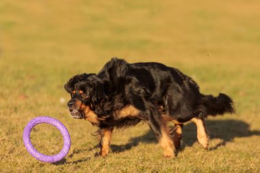 dog hovawart gold and black playing