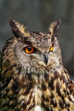 Kuş, hayvan, baykuş, yaklaşın.