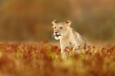 Lioness, Panthera leo, portrait  at daytime 