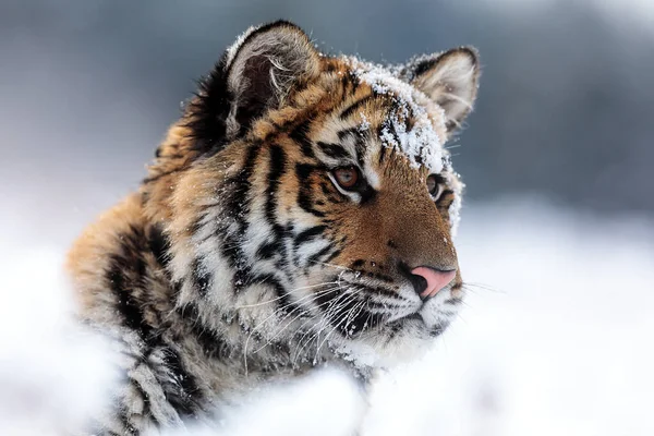 Animal Tiger Wild Nature — Fotografia de Stock