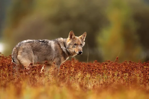 Male Eurasian Wolf Canis Lupus Lupus — стокове фото