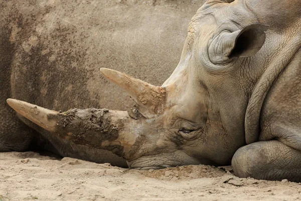 African Rhinoceros Animal Zoo — Stock Photo, Image