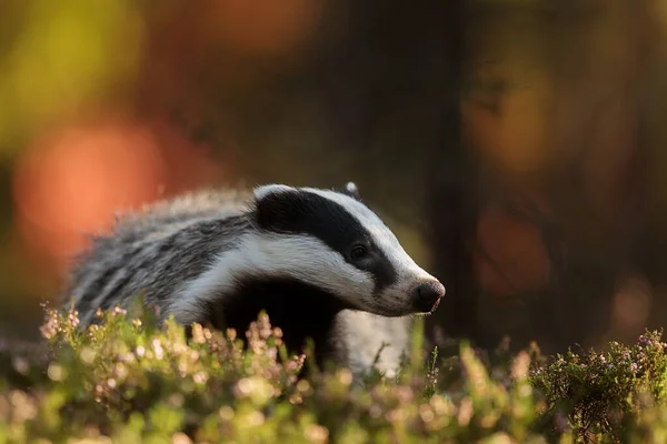 Old European Badger Wild — Stock fotografie