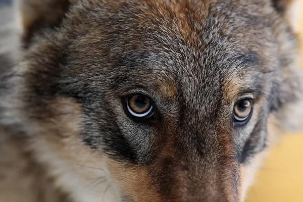 Male Eurasian Wolf Canis Lupus Lupus Wild Nature — Stockfoto