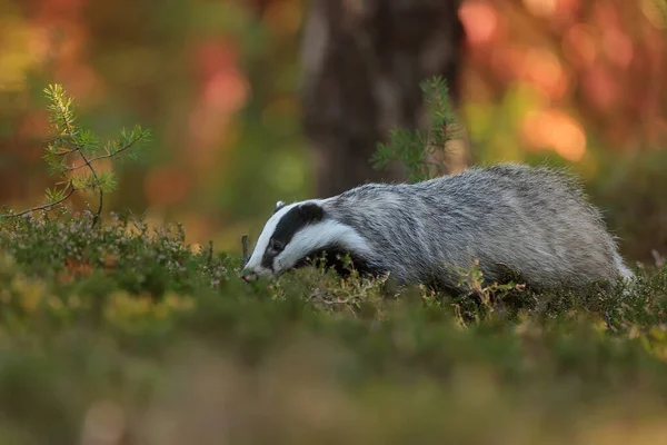 Old European Badger Wild — Stock fotografie