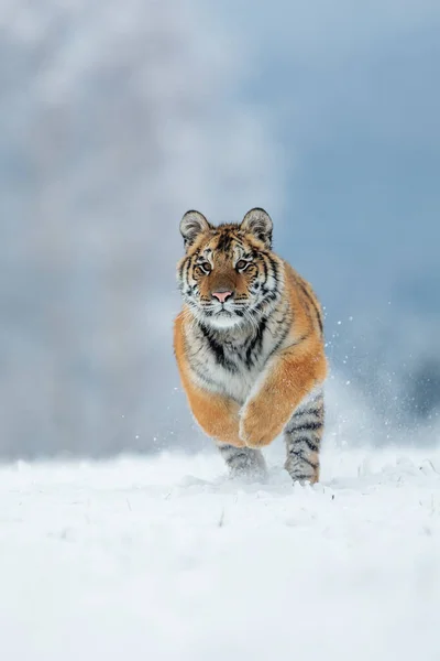 Animal Tiger Wild Nature — ストック写真