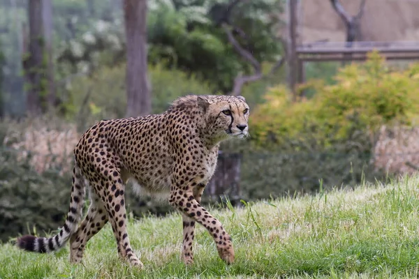 Cheetah Acinonyx Jubatus Prague Zoo — Foto de Stock