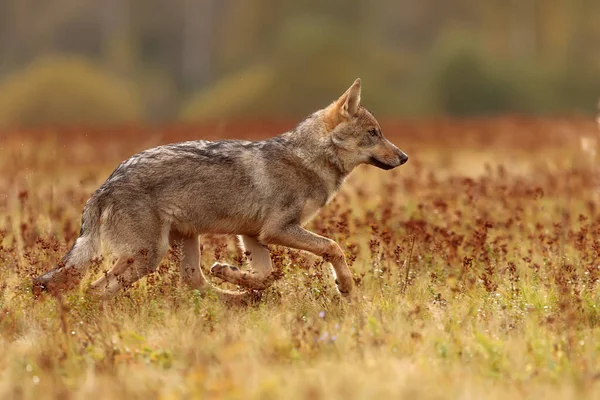 Lobo Eurasiático Canis Lupus Lupus — Foto de Stock