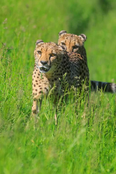 Chita Adulta Acinonyx Jubatus Estado Selvagem — Fotografia de Stock