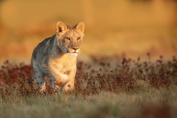 Lioness Panthera Leo Portrait Daytime — Zdjęcie stockowe