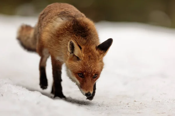 Red Fox Vulpes Vulpes Animal — Foto Stock