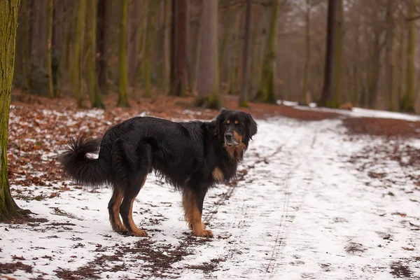 Dog Hovawart Gold Black Portrait —  Fotos de Stock