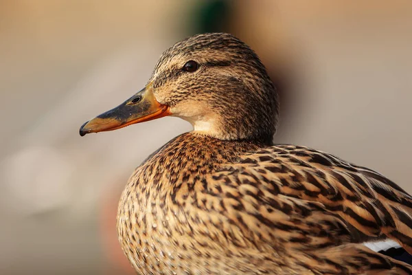 Close Duck Wild Nature — Foto Stock