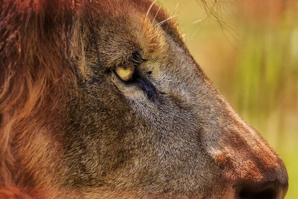 Male Lion Panthera Leo Close — Zdjęcie stockowe