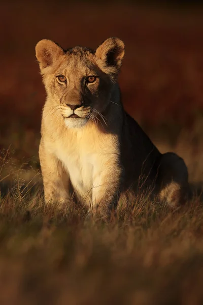 Lioness Panthera Leo Portrait Daytime — ストック写真