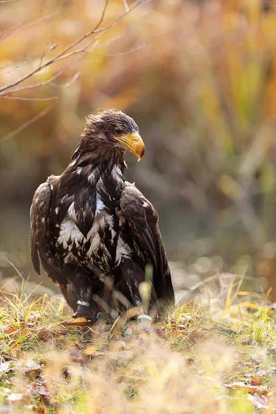 Eagle Wild Nature — Foto de Stock