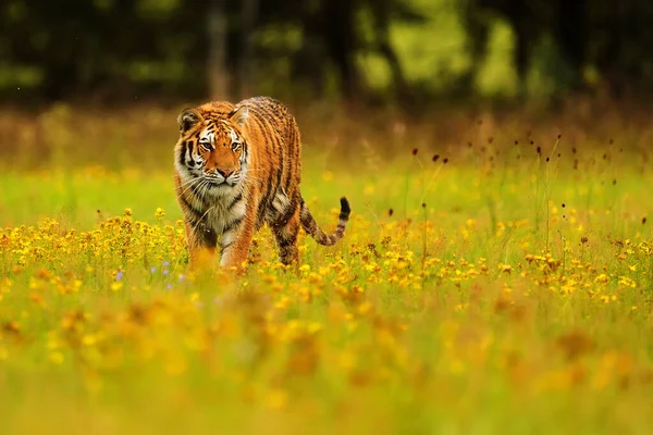 Animal Tiger Wild Nature — 스톡 사진