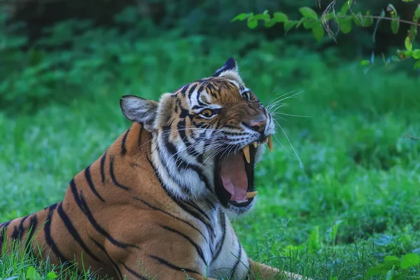 animal,  tiger in wild nature