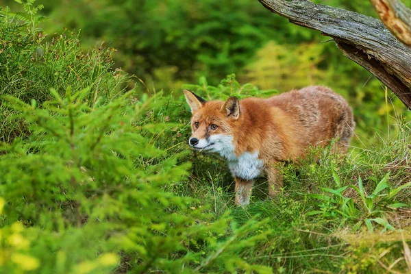 Red Fox Vulpes Vulpes Animal — Stockfoto