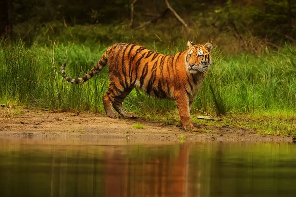 Animal Tiger Wild Nature — Fotografia de Stock