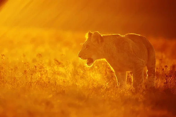 Lioness Panthera Leo Portrait Daytime — Foto de Stock