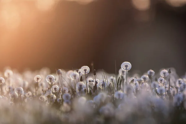 Closeup Dandelions Blurred Background —  Fotos de Stock