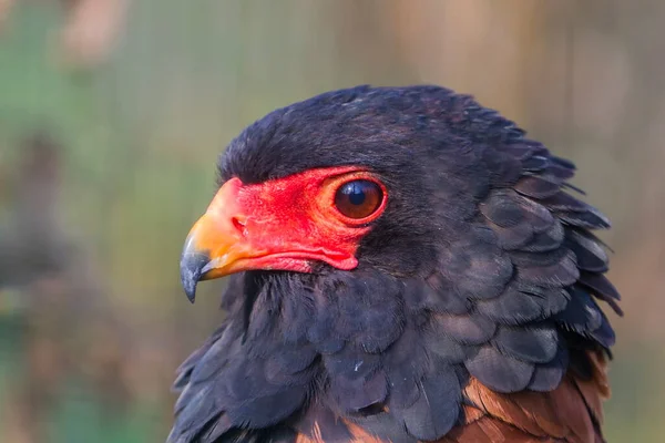 Bateleur Eagle Portrait Daytime — Stock Photo, Image