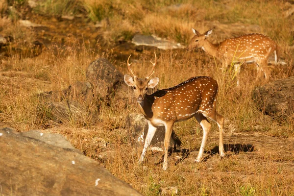 Sri Lanka National Park Yala Axis Deer Axis Axis Ceylonensis — Stockfoto