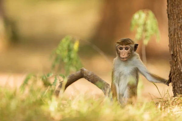 Macaque Macaca Sri Lanka — 스톡 사진