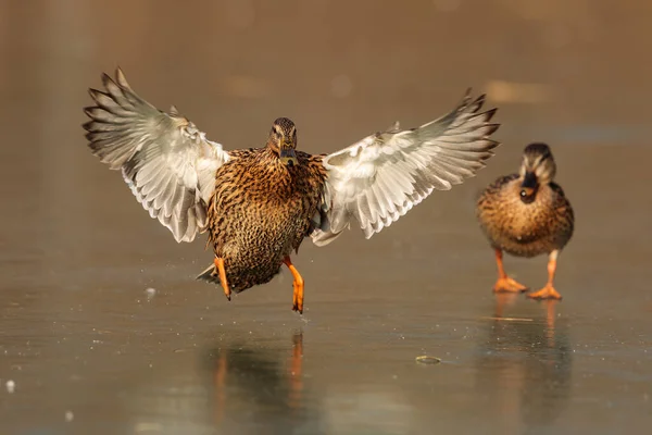 Close Duck Wild Nature — Stok fotoğraf