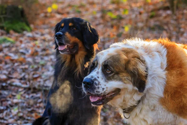 Köpekler Parkta Oynar — Stok fotoğraf