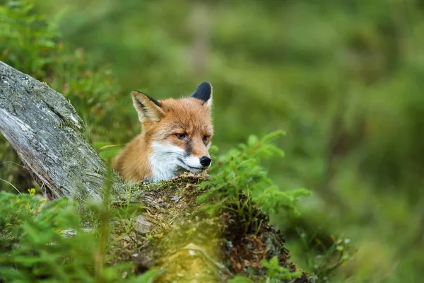 Red Fox Vulpes Vulpes Animal — Stock fotografie