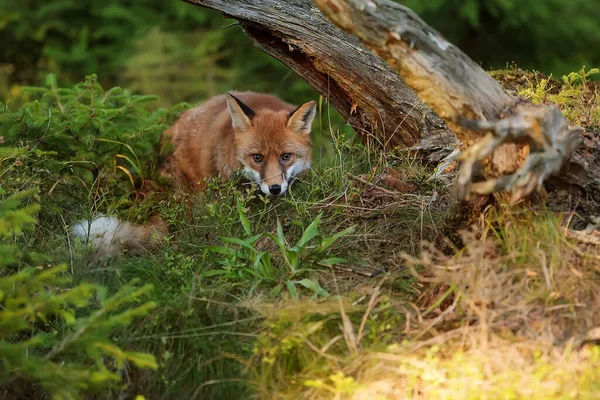 Cube Red Fox Vulpes Vulpes Curious Young Animal — Stockfoto