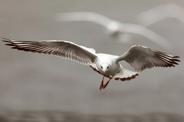 Sea Gull Flight — Stock Photo, Image