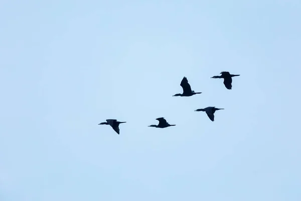 Aves Volando Cielo Azul — Foto de Stock