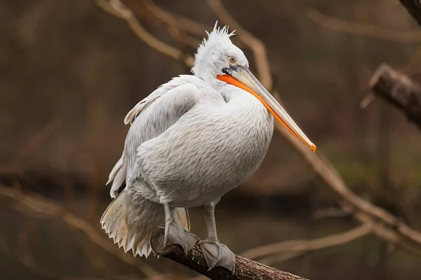 Bird Pelican Close — Foto de Stock